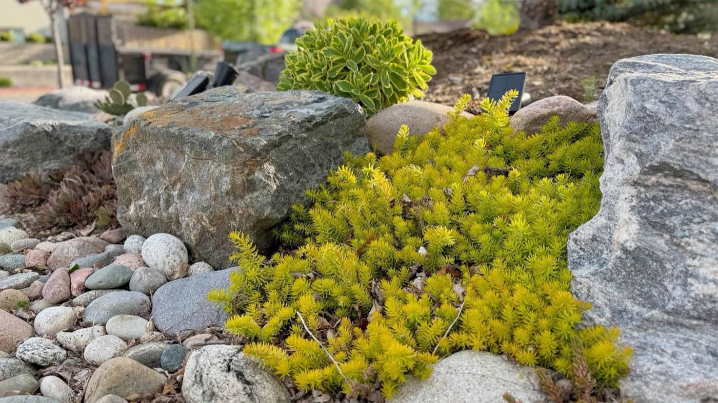 How Much Does Xeriscaping Cost in Denver? A Complete Guide