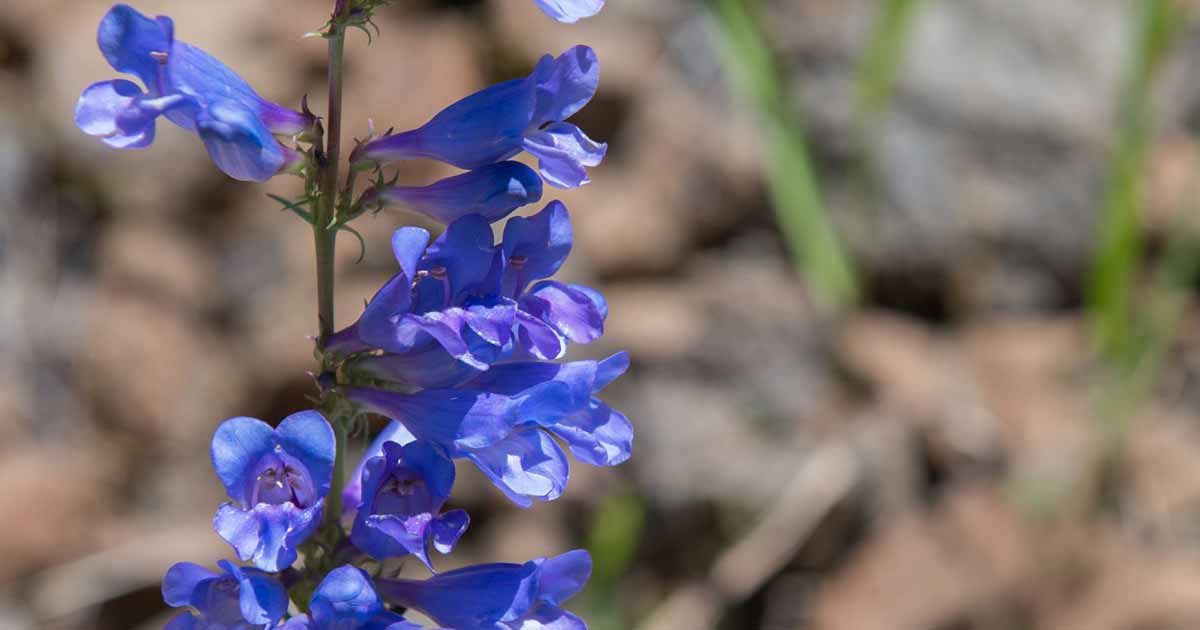 Native Plants for Denver Xeriscape: The Complete Plant Selection Guide