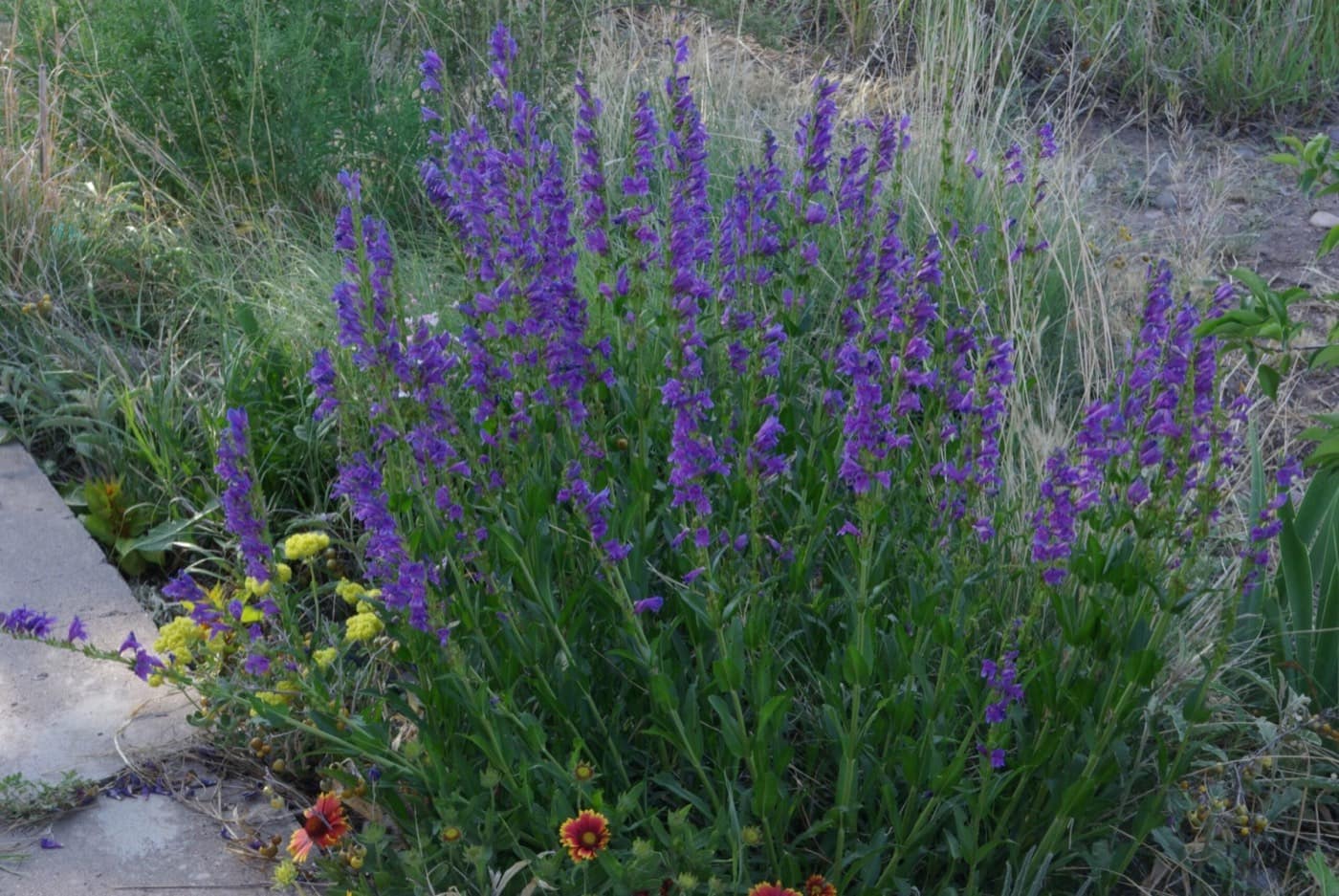 Top 10 Native Plants for a Thriving Denver Xeriscape