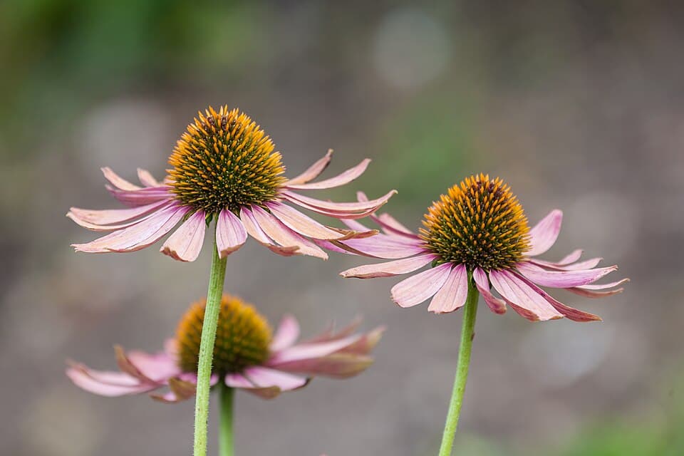 Purple Coneflower (Echinacea purpurea) — Denver xeriscape native plant