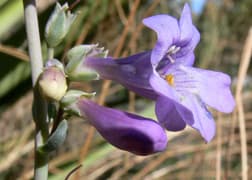 Bearded Penstemon (Penstemon secundiflorus) — Denver xeriscape native plant