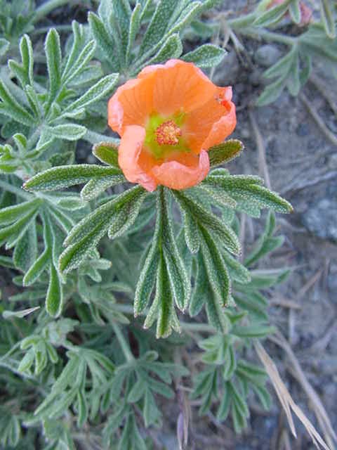 Scarlet Globemallow (Sphaeralcea coccinea) — Denver xeriscape native plant