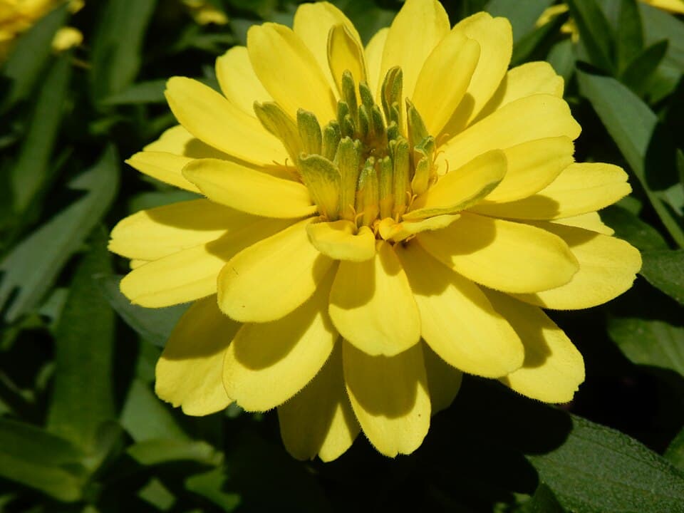 Prairie Zinnia (Zinnia grandiflora) — Denver xeriscape native plant