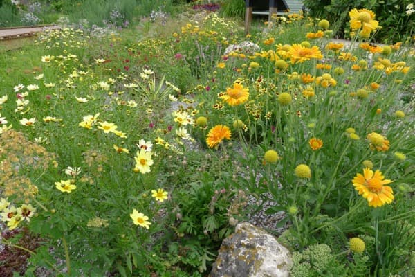 Rock Landscaping in Denver: Cost, Types, and Design That Works