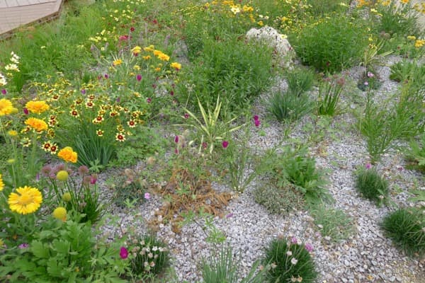 Xeriscape Design in Denver: A Step-by-Step Process Guide