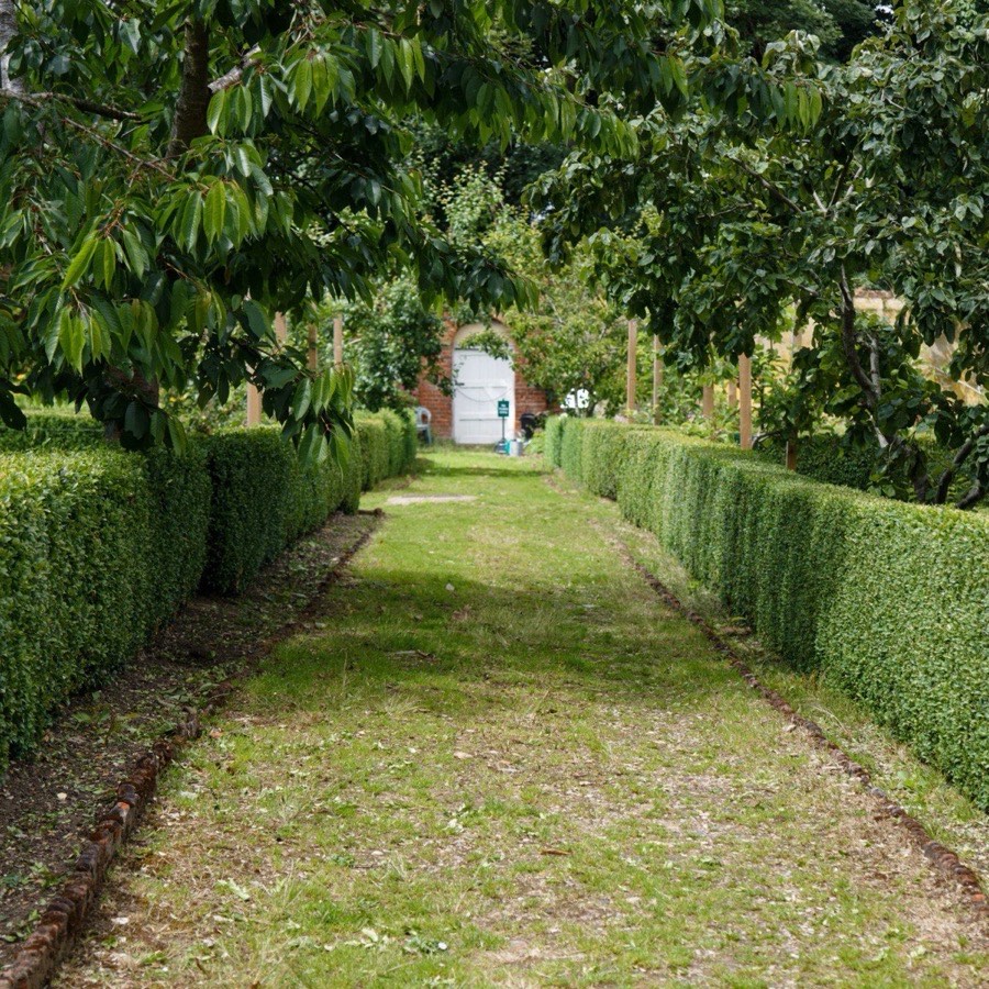 Clipped boxwood (Buxus sempervirens) hedges lining a garden path
