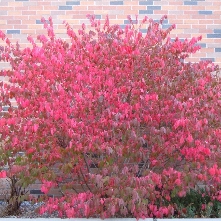 A mature burning bush (Euonymus alatus) shrub in full red fall color against a brick wall