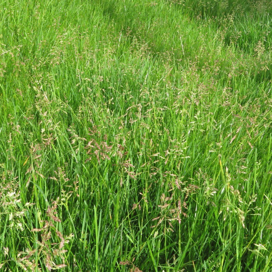 Dense green Kentucky bluegrass (Poa pratensis) turf in seed head