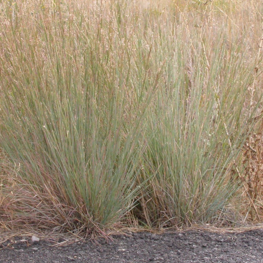 A single little bluestem (Schizachyrium scoparium) clump at a pavement edge, showing its upright mounded form