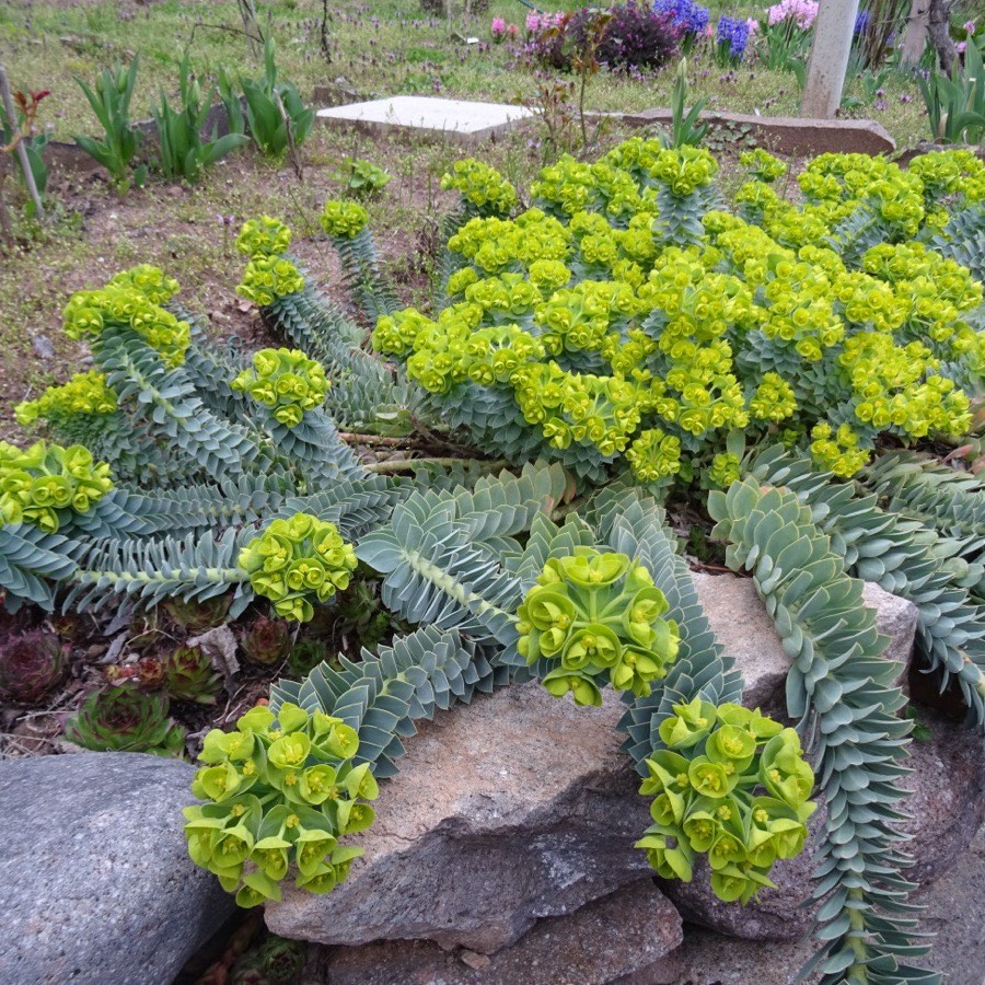 Myrtle spurge (Euphorbia myrsinites) sprawling over rock in a garden bed โ a Colorado List A noxious weed