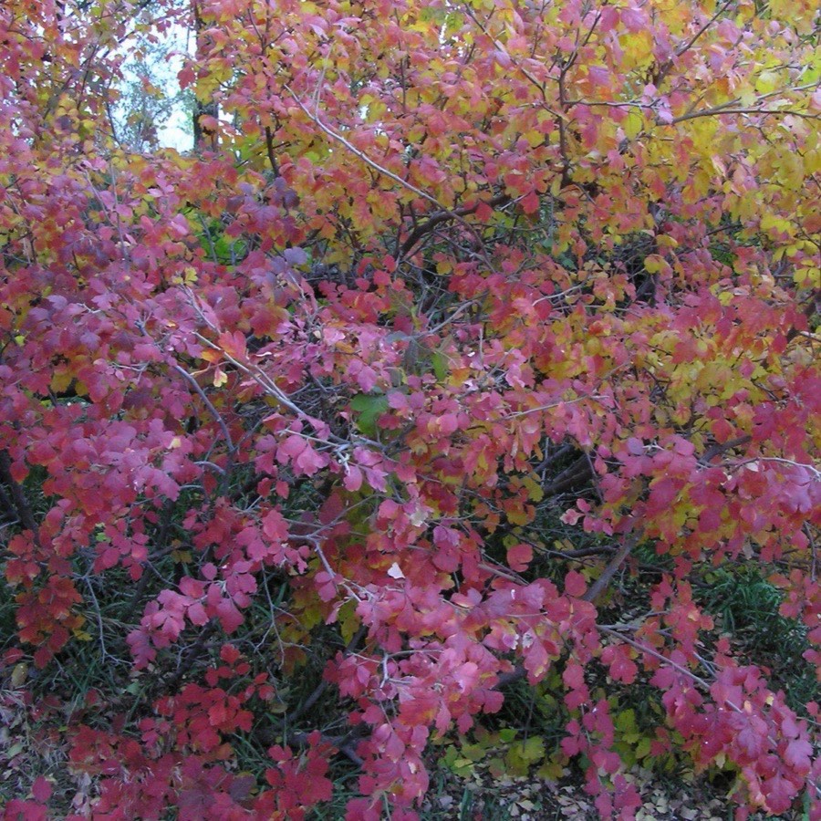 A three-leaf sumac (Rhus trilobata) shrub in full red and gold fall color